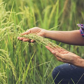 Demand for Indian Basmati Rice in Australia