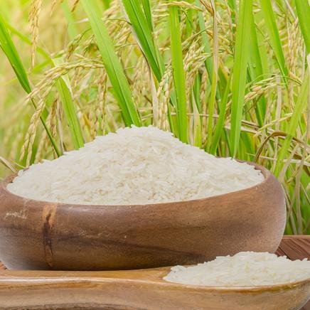 Increasing Rice Consumption and Demand in Germany 